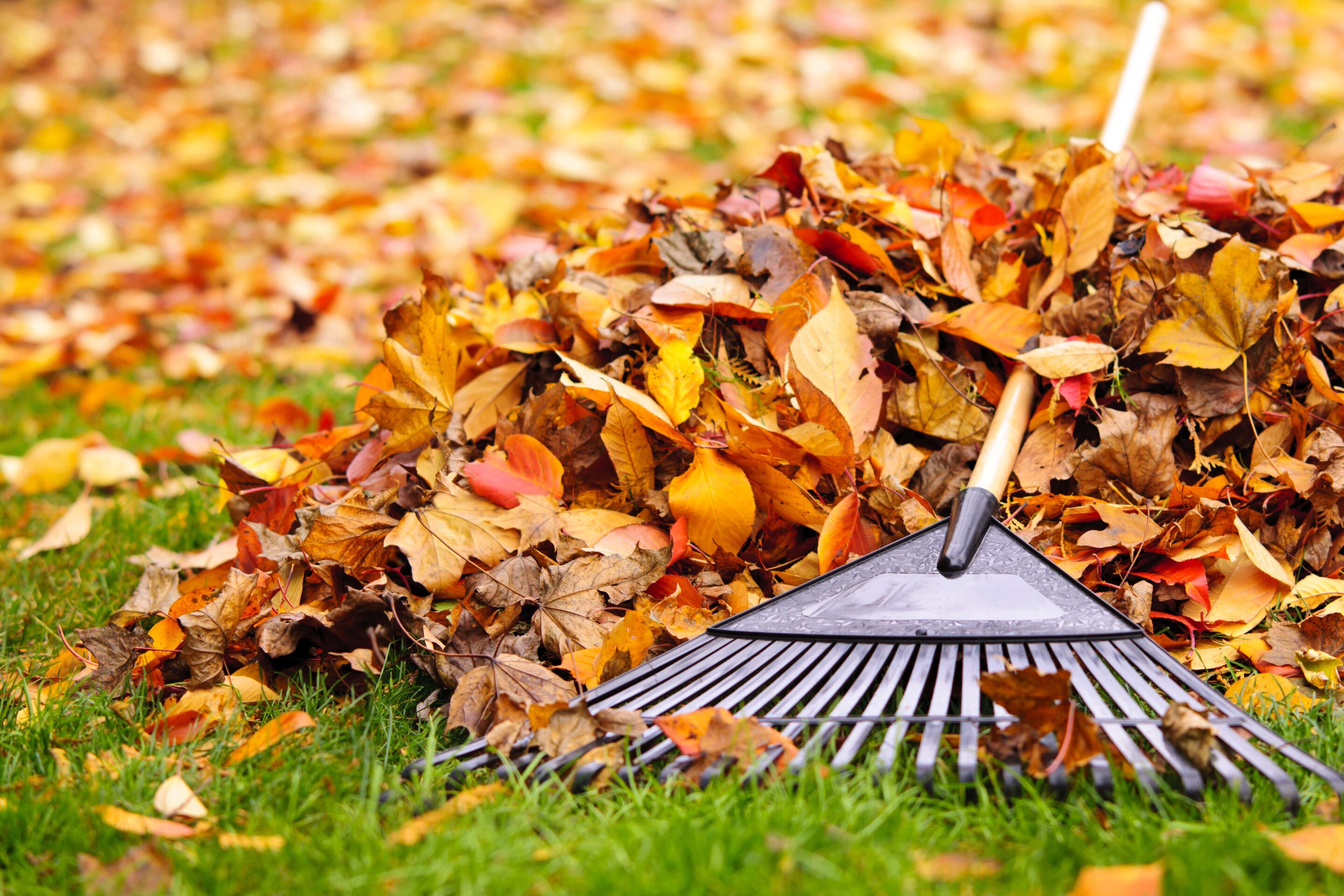 Herbstliche Fülle im Hochbeet: Pflanzplan und Köstlichkeiten für die kalte Jahreszeit